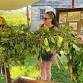 Hop Harvest Festival: Bines & Vines
