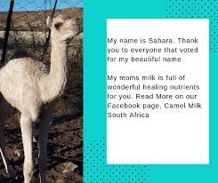 Camels are a mammal of the camelidae family. Pin On Health Benefits Of Camel Milk