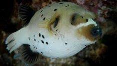 Arothron Nigropunctatus Kopek Yuzlu Puffer Kopek Akvaryum