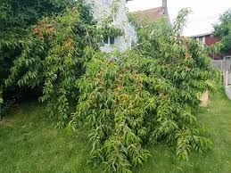 Image result for Pleioceras