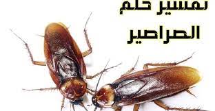 تفسير حلم الصراصير في البيت للعزباء والمتزوجة والحامل animals insects