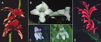 Image result for Anisotes formosissimus