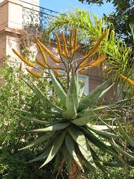 Image result for Aloe wildii