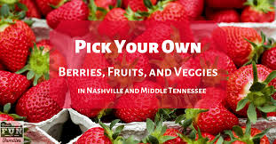 Tired of going to the market each day to buy expensive fruits that are not very fresh? Pick Your Own Berries Fruits And Veggies In Nashville Middle Tn