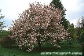 There is a crabapple for any garden as they range in size from 3m (9ft) too 10m (32ft). Malus Ioensis Klehm S Select Bechtel Habit 2 Of 2