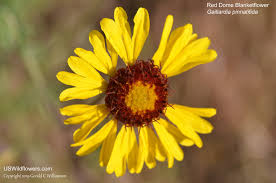 We did not find results for: Us Wildflower S Database Of Yellow Wildflowers For Arizona