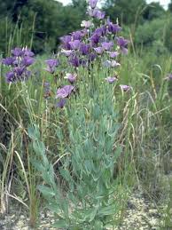 Image result for eustoma maurine
