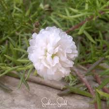 Image result for Portulaca foliosa