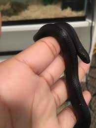New Mexican Black King Snake Pet Snake Cute Snake Reptiles Pet