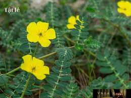 Tật Lê (Bạch tật Lê, Thích Tật Lê)