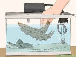 3 Ways To Feed A Pleco Wikihow