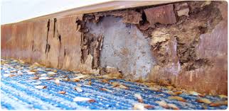 Nader's pest raiders offers comprehensive pest control services for residents in jacksonville, florida. Jacksonville Termite Control Orange Environmental