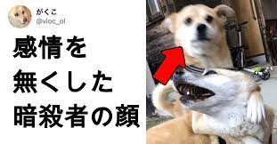 犬 お前 そんな顔するんだな 7選 2021 犬の写真 犬の面白い動画 犬