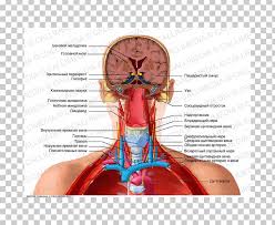 The muscles of the neck run from the base of the skull to the upper back and work together to bend the head and. Human Anatomy Head Neck Human Body Png Clipart Anatomy Blood Vessel Diagram Ear Finger Free Png