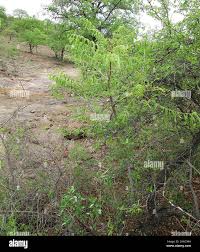 Image result for Kirkia