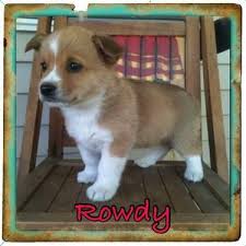 Safe and convenient shipping in the united states. Cowboy Corgi S For Sale In Brooklyn Heights Missouri Animals Nstuff