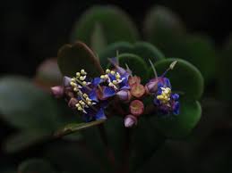 Image result for Memecylon myrianthum