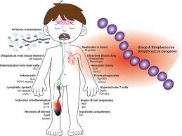 Image result for Streptococcus
