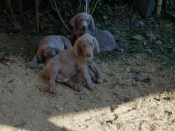 Image result for výmarský krátkosrstý ohař