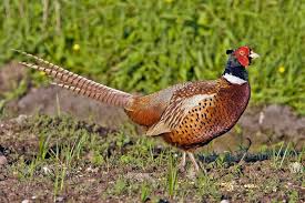 Pin Auf Vogel Schweiz Swiss Birds