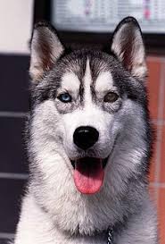 He is a dog that will never let you take life too seriously. Husky Wikipedia