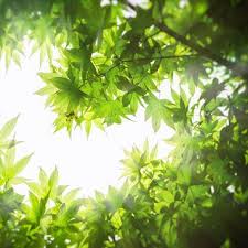 William Ian McLernon Obituary (1942