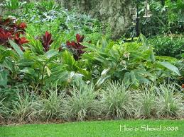 Enamored With The Ginger Shade Plants Garden Landscape Design Flower Garden Design