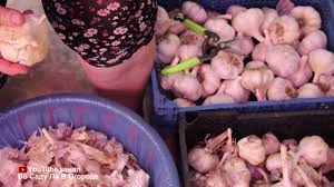 во саду ли в огороде юлия миняева посадка чеснока Na Sleduyushij God Chesnok I Luk Zavalit Urozhaem Posadka Pod Zimu 09 10 19 Chast 1 Youtube