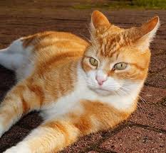 Most orange tabbies are very friendly cats, whether they are loving and calm or outgoing and busy. The Tabby Cat Cat Breeds Encyclopedia