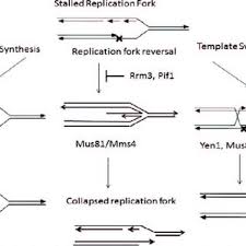 Limiting homologous recombination at stalled replication forks is essential for cell viability: Pdf Checkpoint Control Of Dna Repair In Yeast