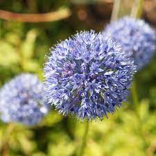 Allium Ampeloprasum Easy To Grow Bulbs Spring Flowering Bulbs Flowers