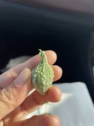 Image result for Momordica pterocarpa