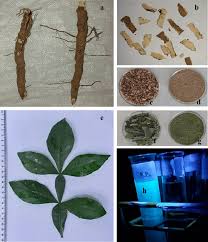 Image result for Citropsis