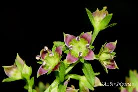 Image result for Swertia welwitschii