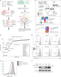 n 6 methyladenosine mrna marking promotes selective