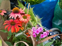 September 2018 bringt gartenfreunde zum schwärmen, weil sich hier viele pflanzen, samen und knollen abseits des üblichen finden lassen. Berliner Staudenmarkt