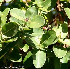 Image result for Syzygium cordatum