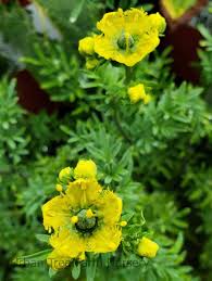 Image result for Ruta graveolens