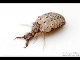 Image Result For Ant Lion Lacewing Insect Hotel Insect Collection