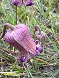 Image result for Hypoxis parvifolia