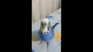 Muhabbet Kusu Dokturuyor 18 Kufur Icerir Youtube