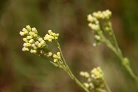 Image result for Eschenbachia stricta