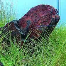 Image result for Eleocharis caduca