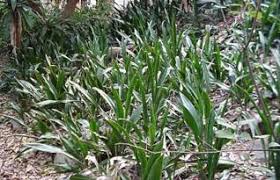 Image result for Sansevieria hyacinthoides