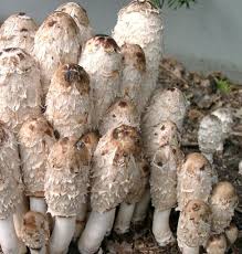 Image result for Coprinus comatus