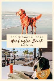 Dog Friendly Huntington Beach Travel Guide Dog Friendly Beach Dog Beach Dog Friendly Hotels
