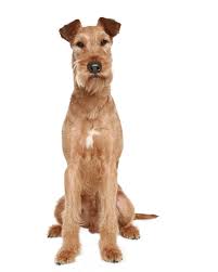 Select the breed to be taken to the list. Irish Terrier Breed Dog Breed Information Pictures
