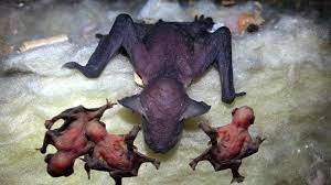 Bats give birth to pubs when there is a plenty of food available. Mommy Bat Giving Birth With A Little Help From Her Friends Story Animal Giving Birth Youtube
