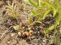 Image result for Lannea edulis