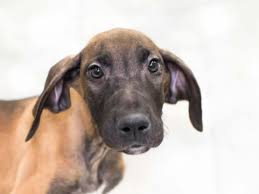 They are an awesome breed. Great Dane Puppies Pet City Pet Shops